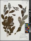 Foto von Salix appendiculata Vill.